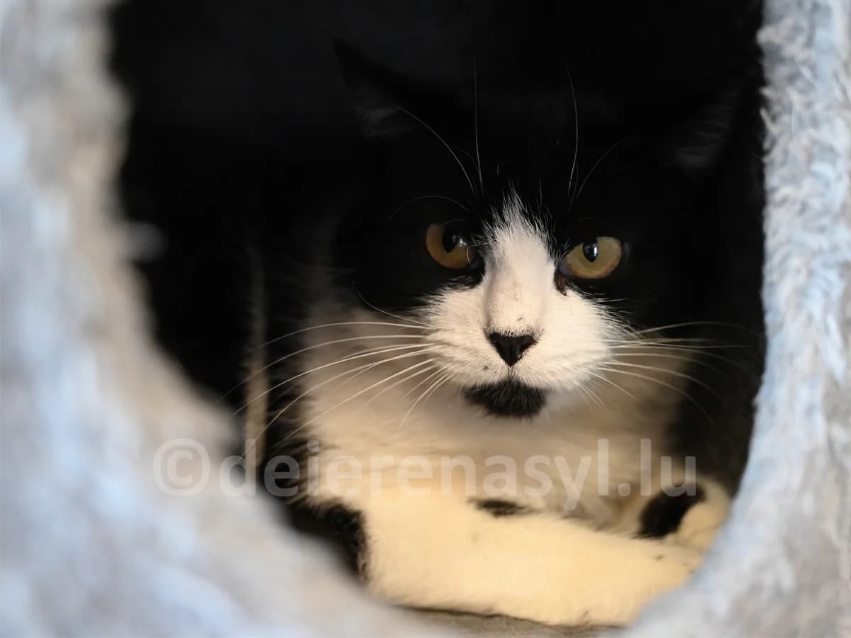 Ciara, female senior European Shorthair for adoption at Déierenasyl Luxembourg, Gasperich, Luxembourg City