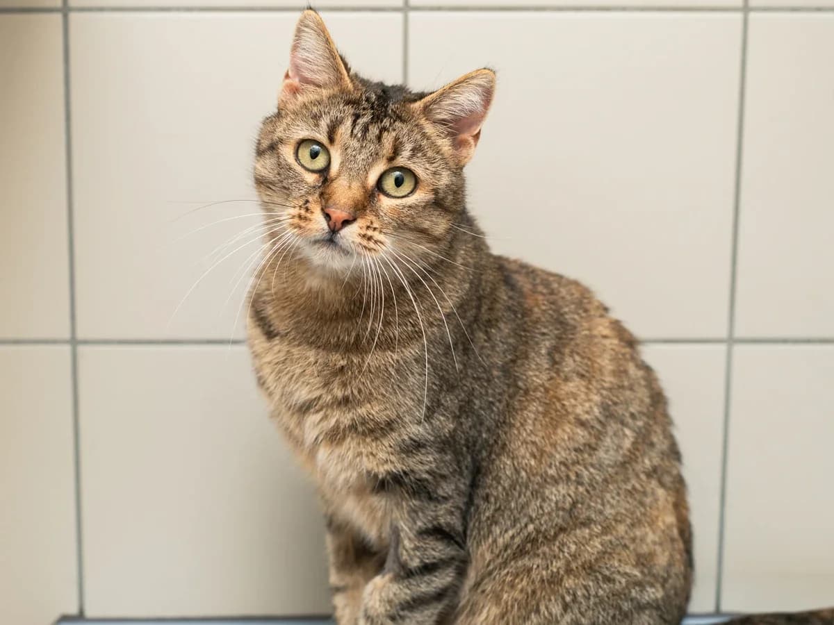 Ketty, female 7yo European Shorthair for adoption at Déierenasyl Luxembourg, Gasperich, Luxembourg City