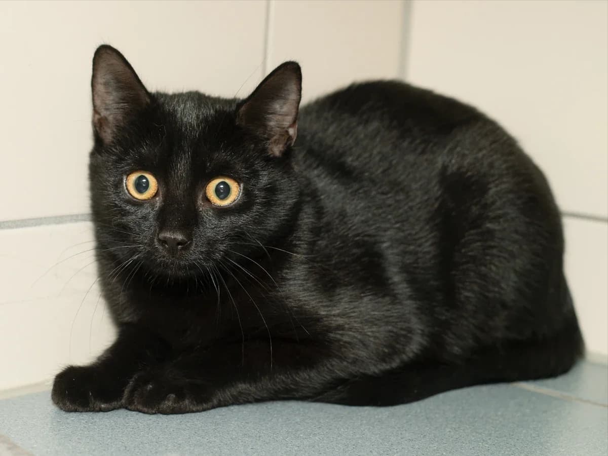 Lenny & Lulu, puppy European Shorthair for adoption at Déierenasyl Luxembourg, Gasperich, Luxembourg City