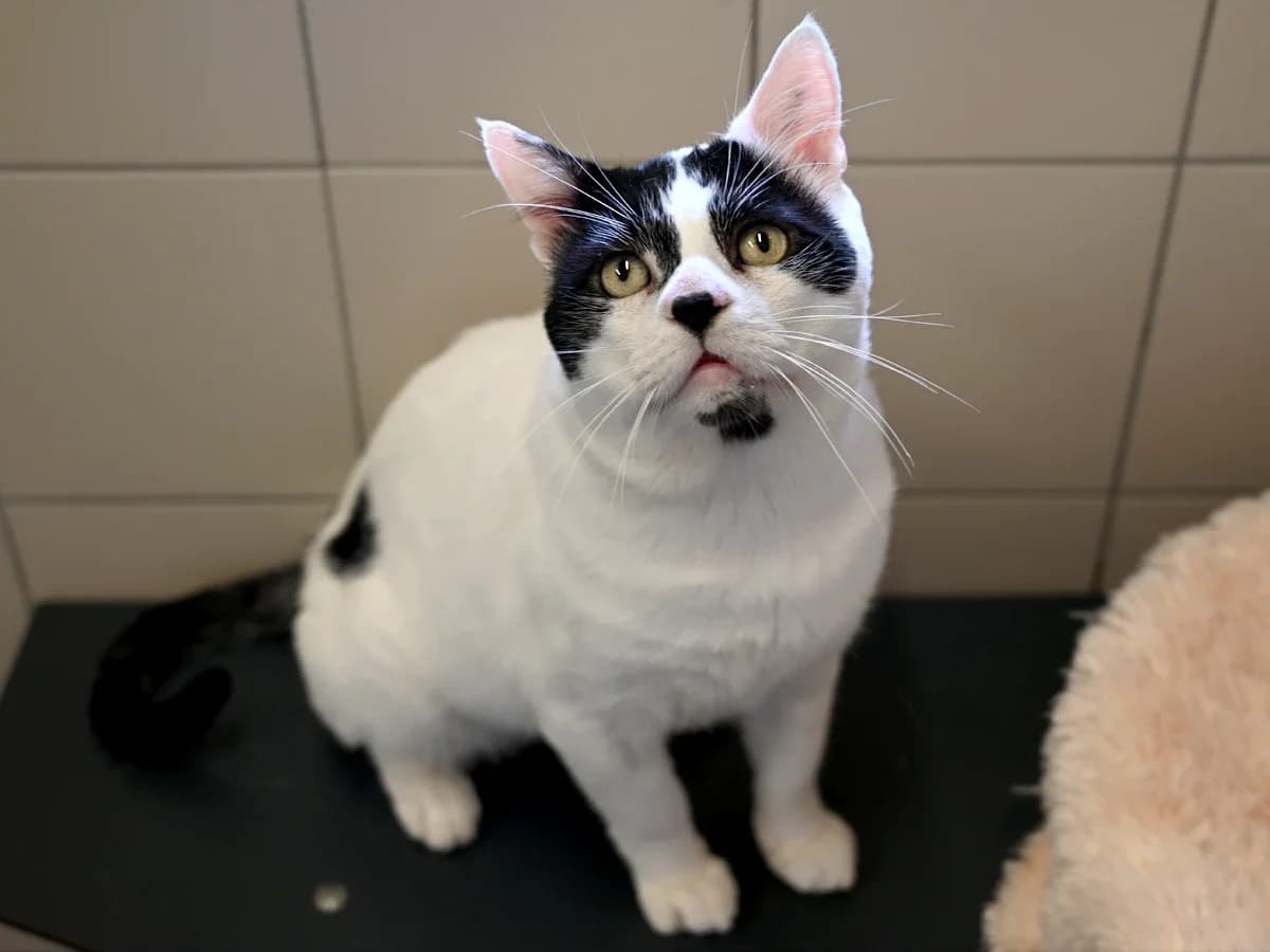 Luxi, male senior European Shorthair for adoption at Déierenasyl Luxembourg, Gasperich, Luxembourg City