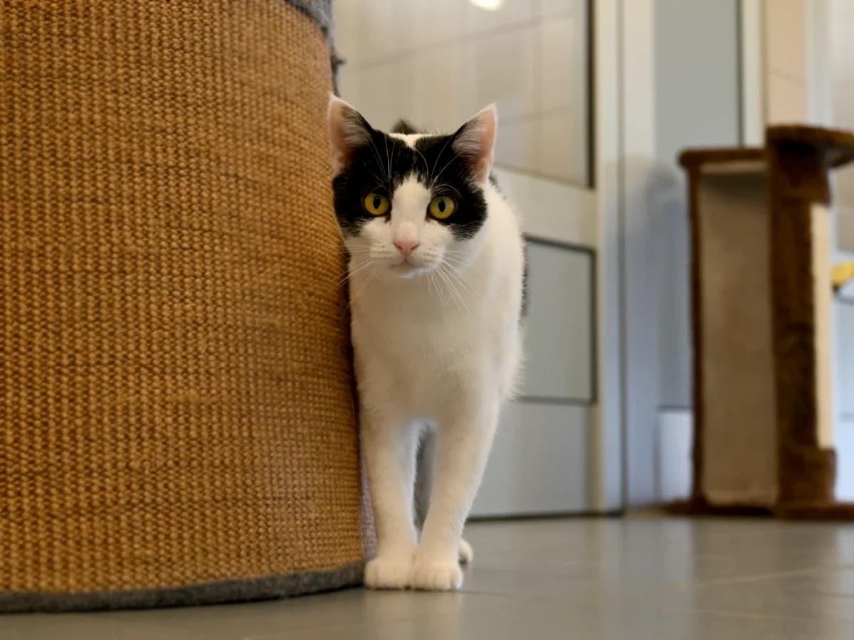 Milka, female 4yo European Shorthair for adoption at Déierenasyl Luxembourg, Gasperich, Luxembourg City