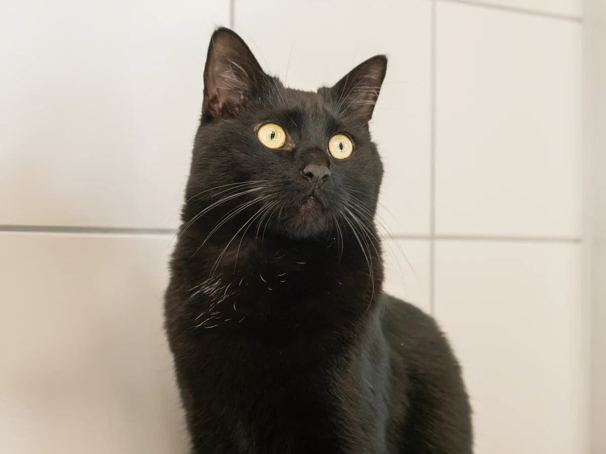 Miso, male 4yo European Shorthair for adoption at Déierenasyl Luxembourg, Gasperich, Luxembourg City