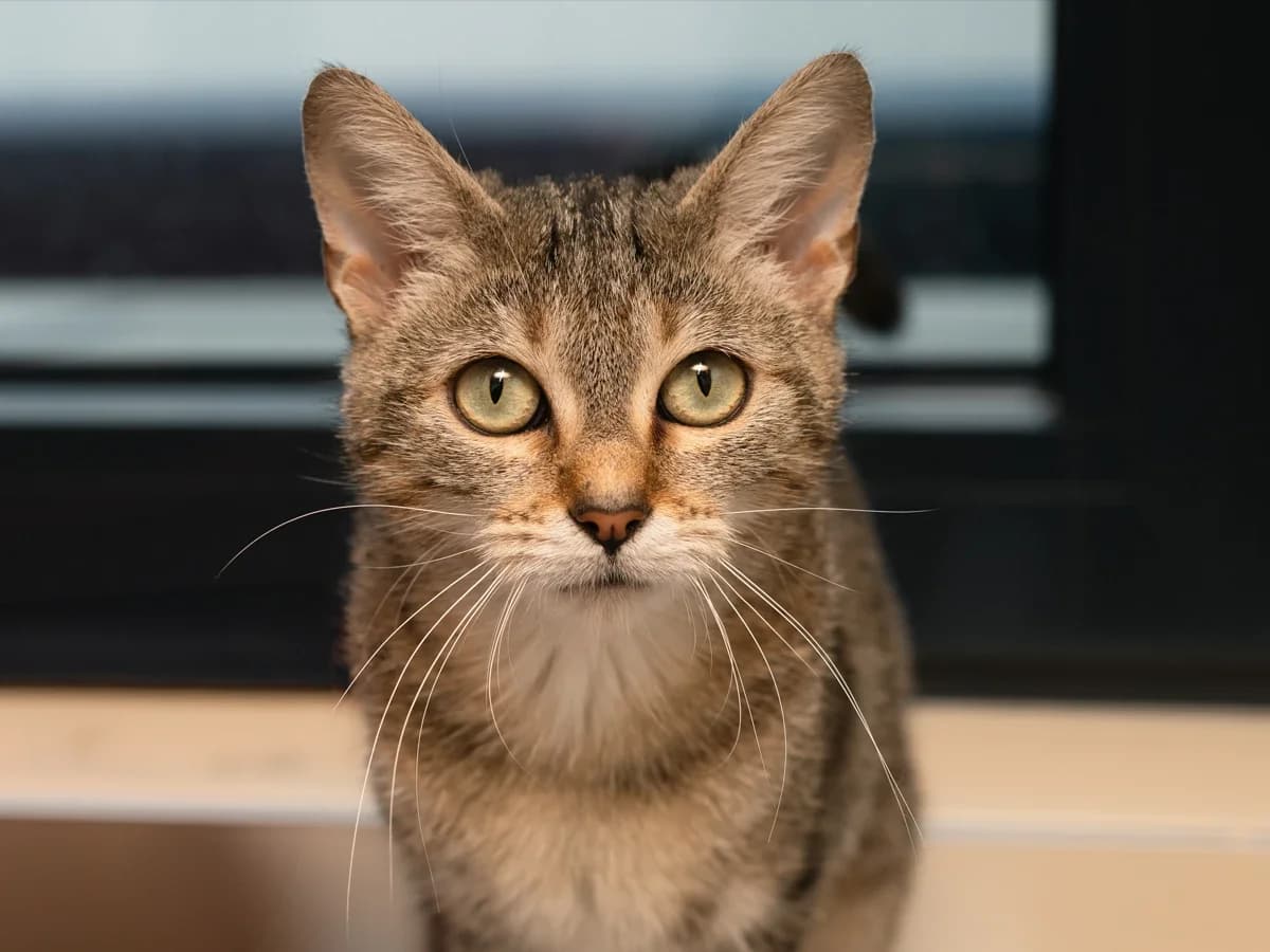 Ondine, female young European Shorthair for adoption at Déierenasyl Luxembourg, Gasperich, Luxembourg City