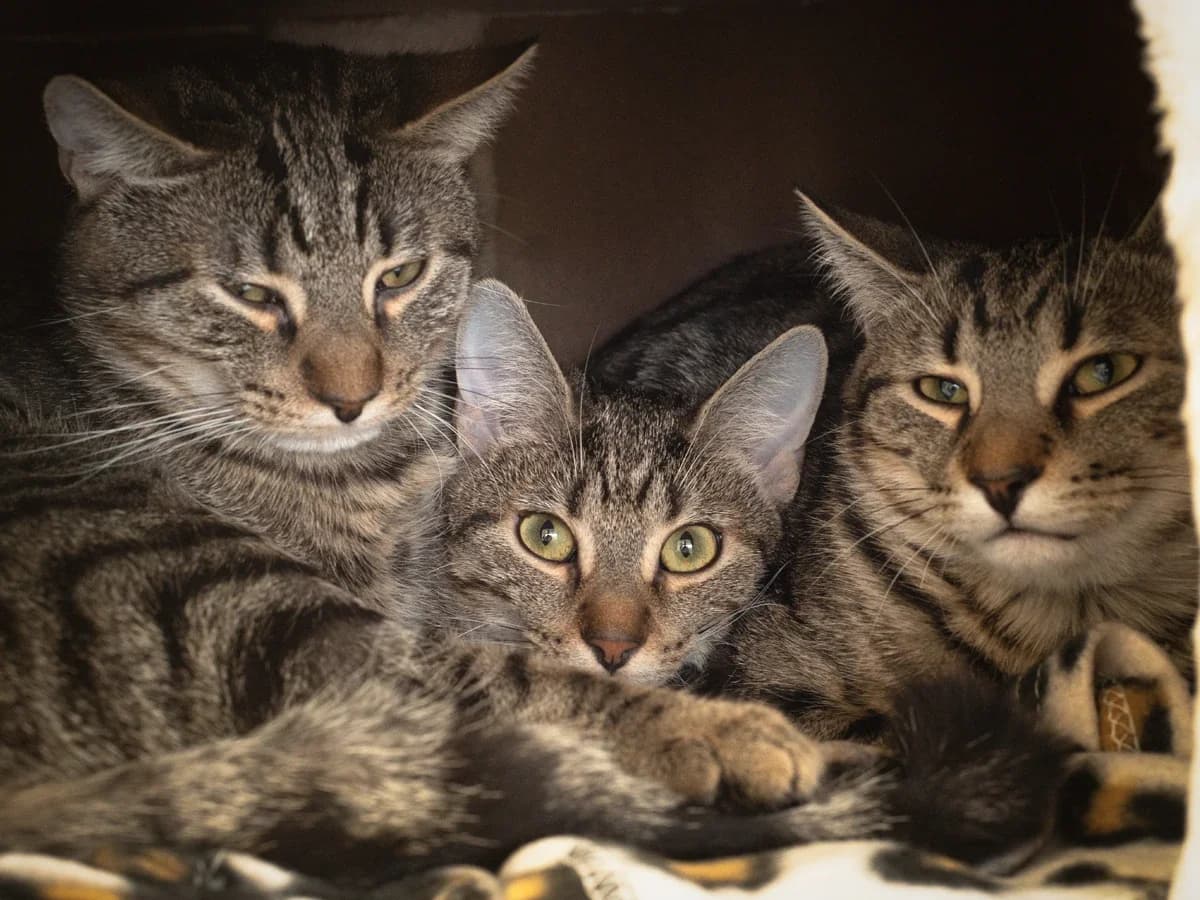 Peanut, Butter & Jelly, puppy European Shorthair for adoption at Déierenasyl Luxembourg, Gasperich, Luxembourg City