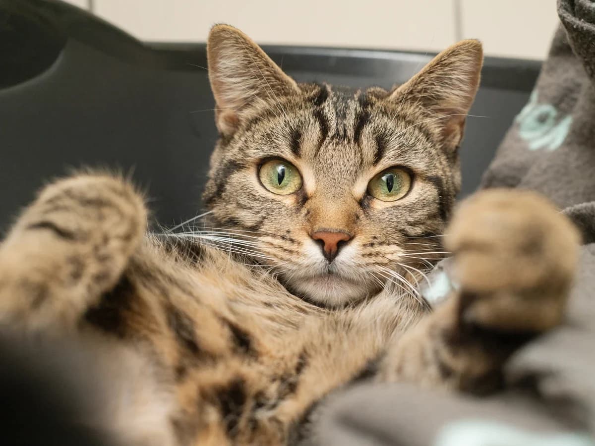 Sera, female young European Shorthair for adoption at Déierenasyl Luxembourg, Gasperich, Luxembourg City