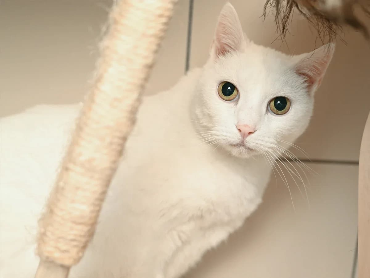 Tilly, female senior European Shorthair for adoption at Déierenasyl Luxembourg, Gasperich, Luxembourg City