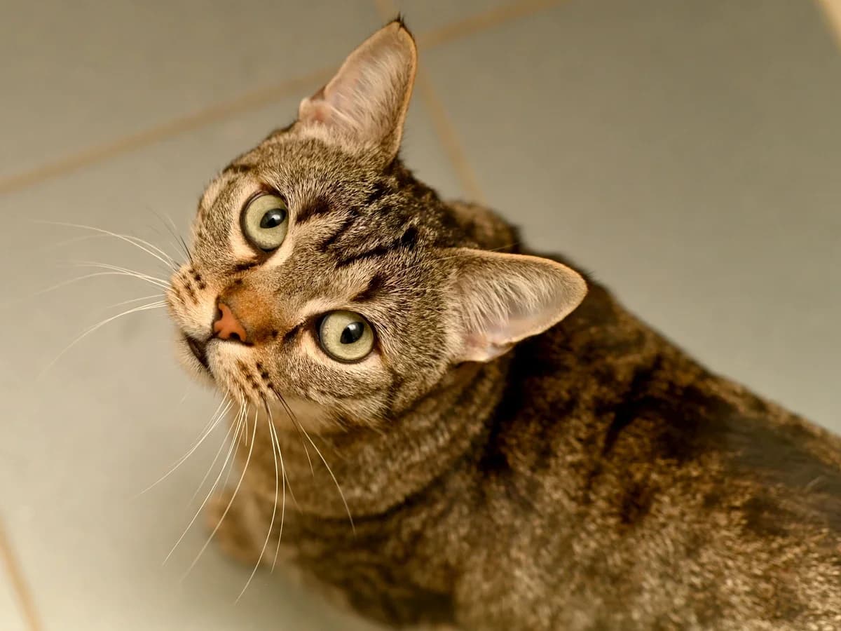 Tobin – FIV + FeLV positif, male 7yo European Shorthair for adoption at Déierenasyl Luxembourg, Gasperich, Luxembourg City