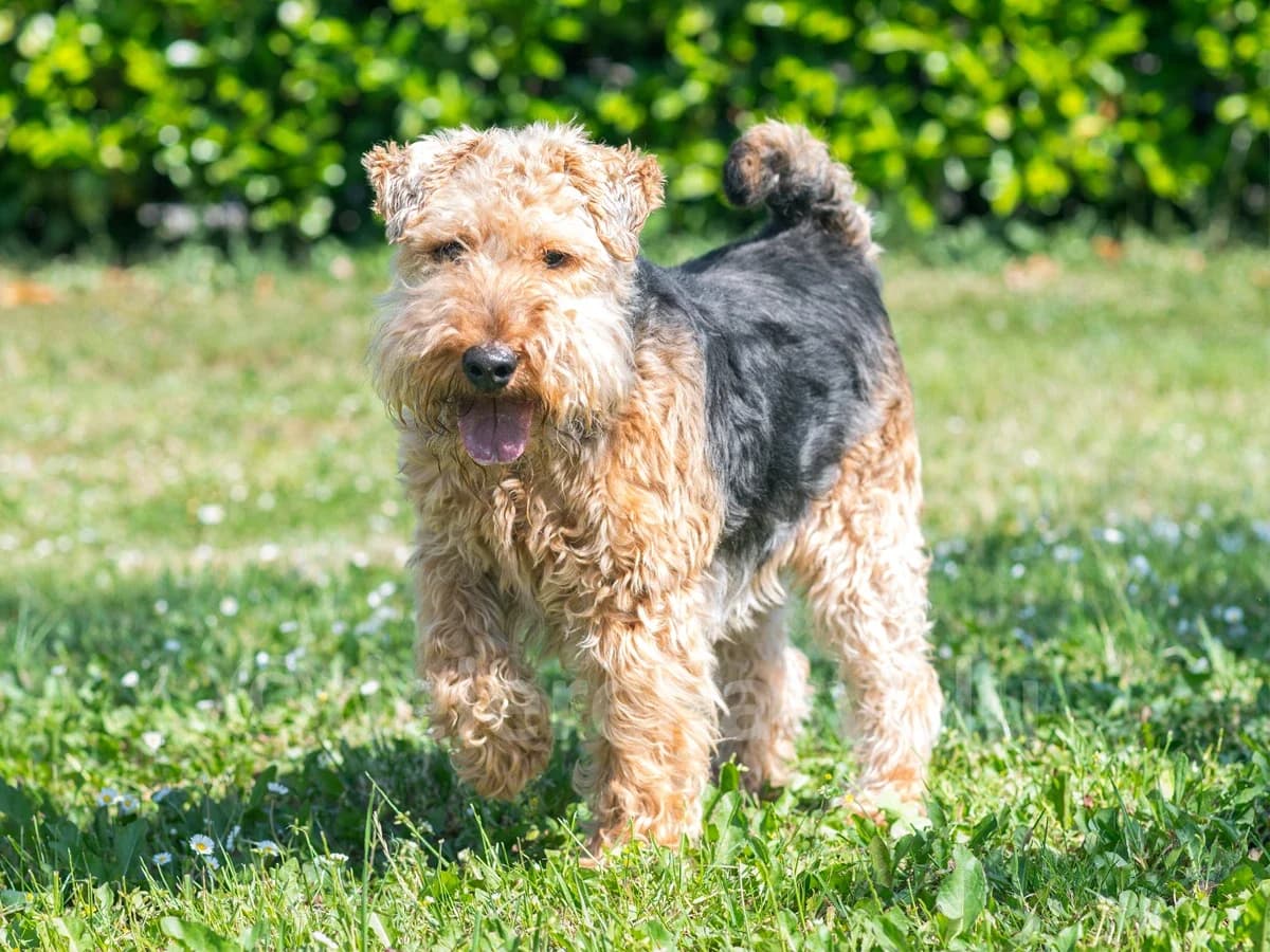 ALFI, male senior mixed breed for adoption at Déierenasyl Luxembourg, Gasperich, Luxembourg City