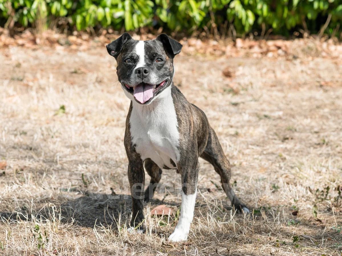 CHABO, male senior French Bulldog for adoption at Déierenasyl Luxembourg, Gasperich, Luxembourg City