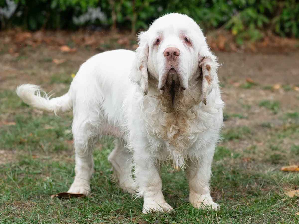 KNOOT, male senior mixed breed for adoption at Déierenasyl Luxembourg, Gasperich, Luxembourg City