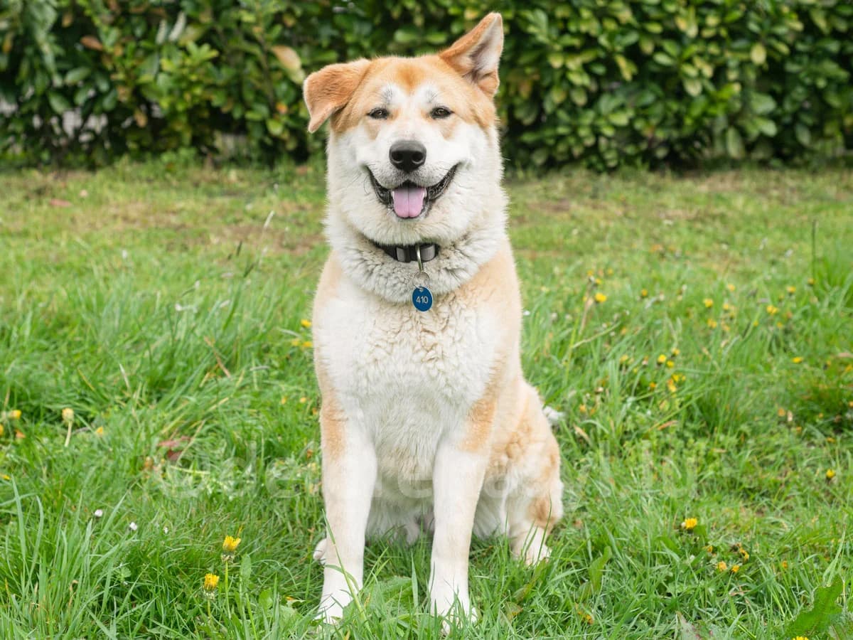 Quimera, female 4yo Akita for adoption at Déierenasyl Luxembourg, Gasperich, Luxembourg City