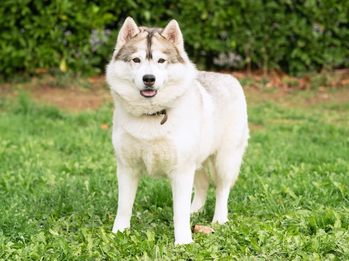 SAGA, female young Husky for adoption at Déierenasyl Luxembourg, Gasperich, Luxembourg City