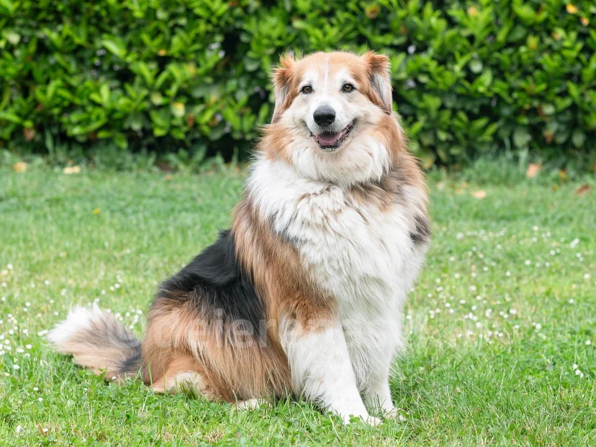 SAYA, female 4yo Collie for adoption at Déierenasyl Luxembourg, Gasperich, Luxembourg City