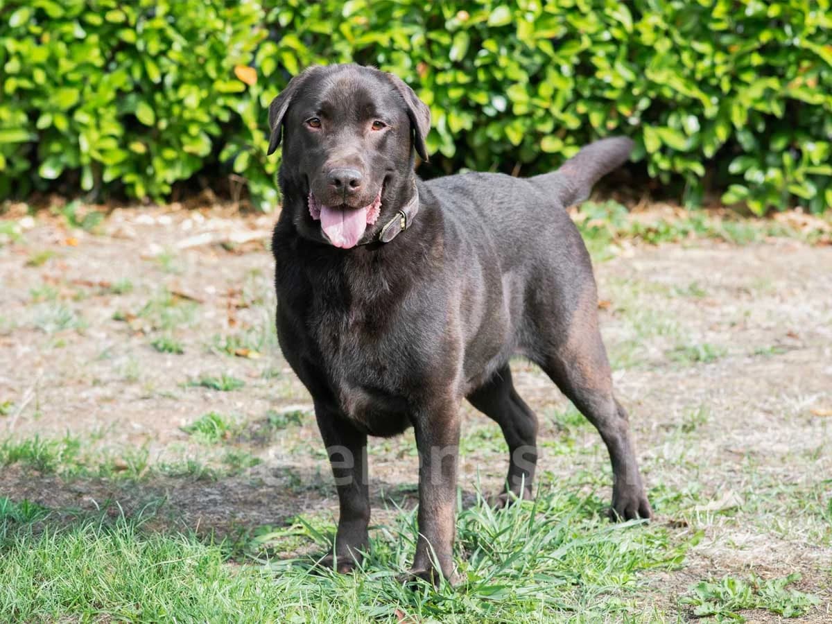 TOFFI, male young Labrador Retriever for adoption at Déierenasyl Luxembourg, Gasperich, Luxembourg City