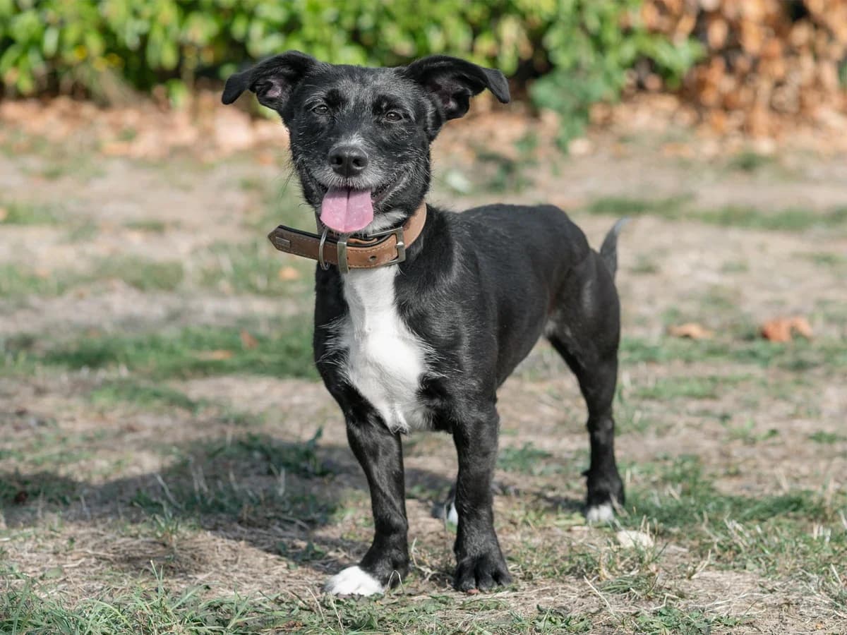 YEN, female 5yo mixed breed for adoption at Déierenasyl Luxembourg, Gasperich, Luxembourg City