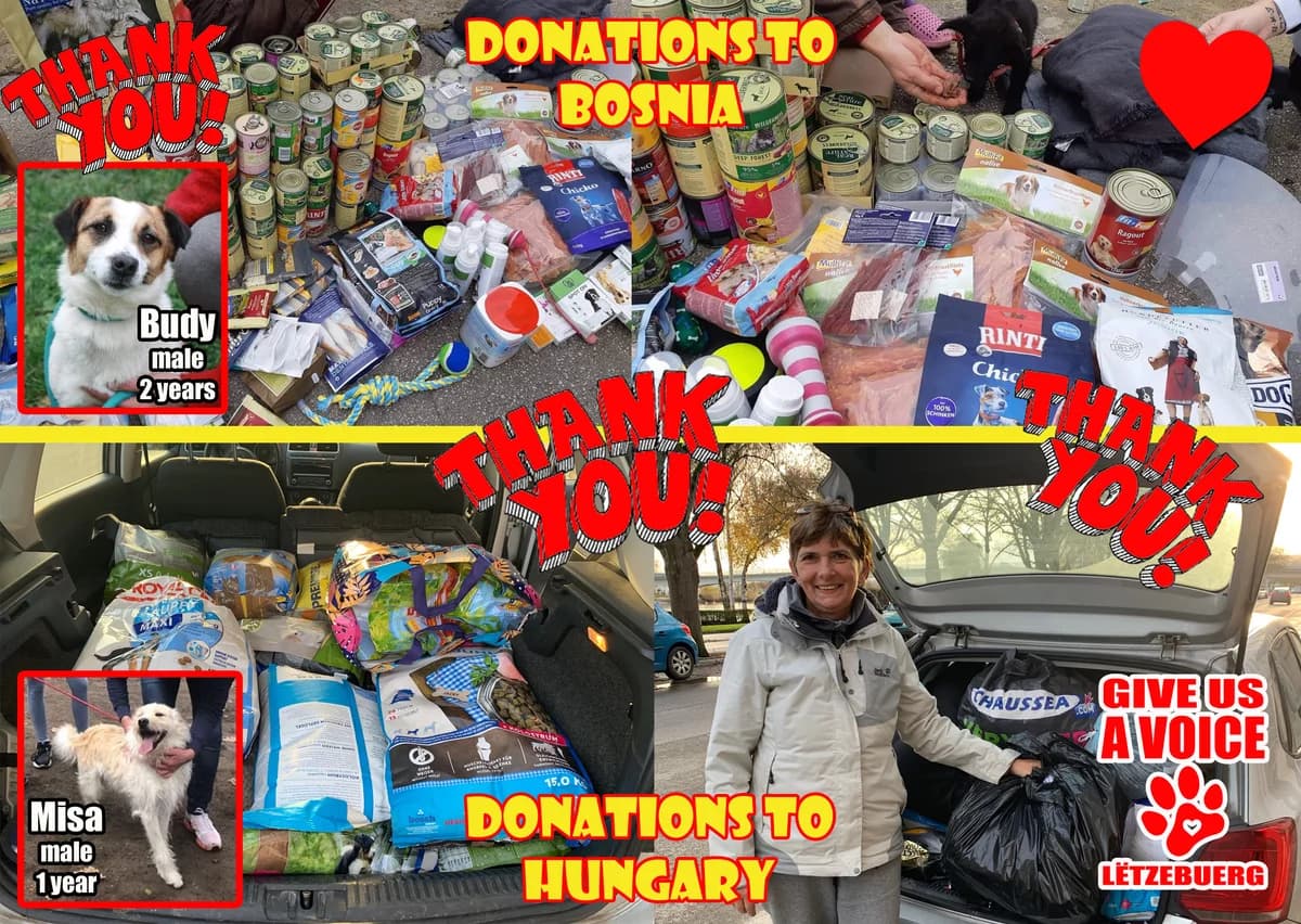 Donations to Hungary and Bosnia, Mixed Breed for adoption at Give Us A Voice Luxembourg, Give Us A Voice