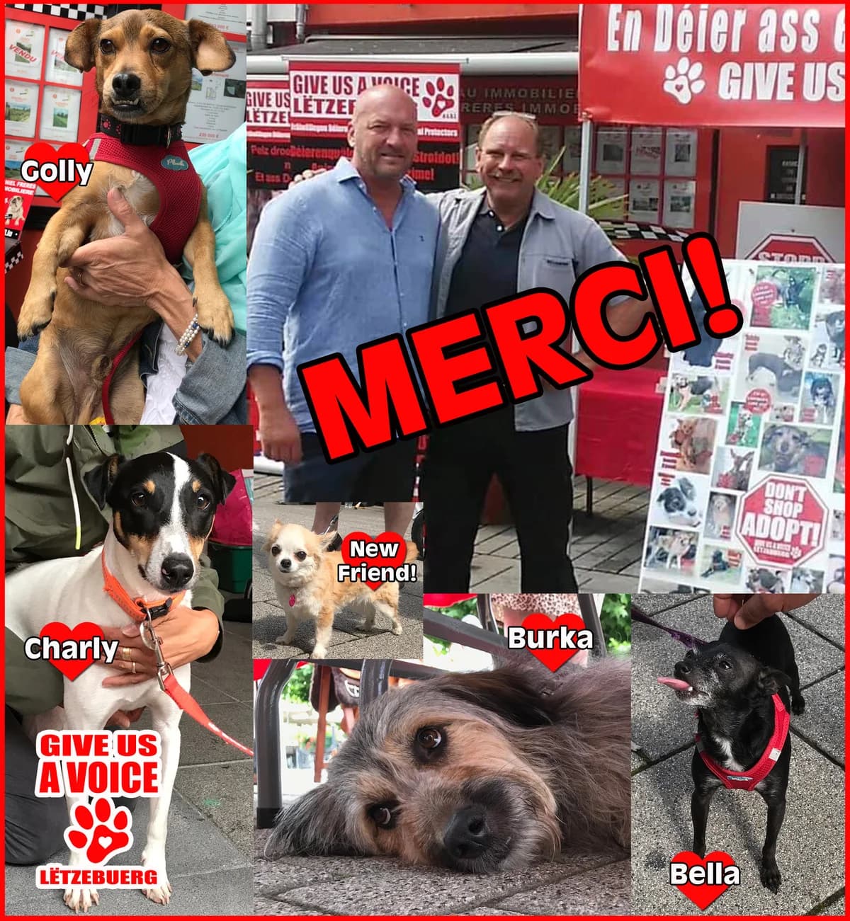 Remich Braderie 2019, Mixed Breed for adoption at Give Us A Voice Luxembourg, Give Us A Voice
