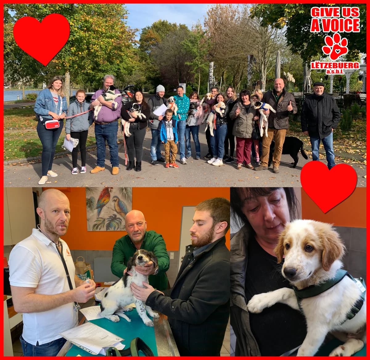 The Italians have arrived, puppy Mixed Breed for adoption at Give Us A Voice Luxembourg, Give Us A Voice