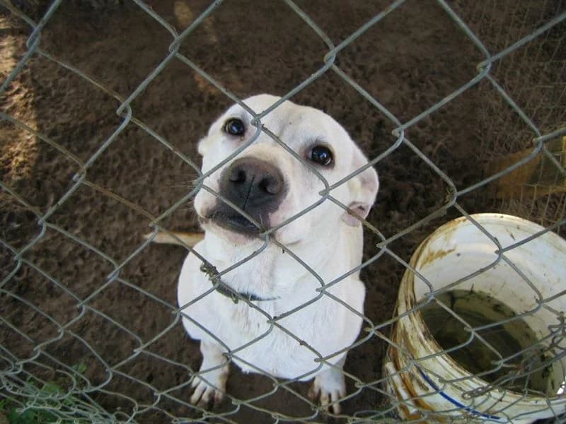 Hündinnen (Allgemeine Infos), Mixed Breed for adoption at Pets Angels Luxemburg, Luxembourg