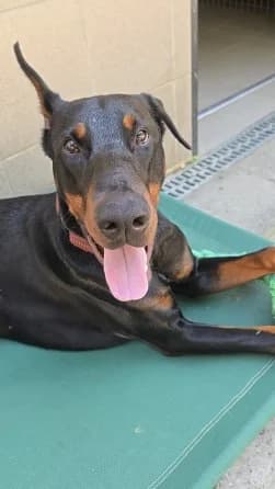 Benz, male young Doberman for adoption at Asile pour Animaux Régional - Dudelange (SPAD asbl)