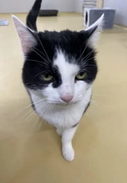 MURIELLE, female senior mixed breed for adoption at Asile pour Animaux Régional - Dudelange (SPAD asbl)