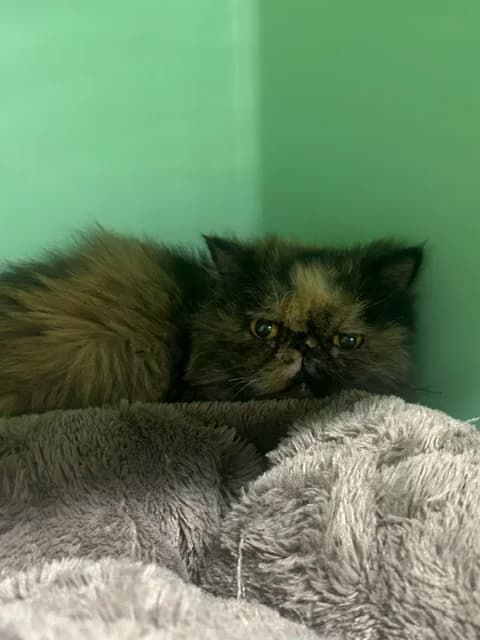 Kira, senior Persian for adoption at SPAD Chats et Chiens Luxembourg, Dudelange