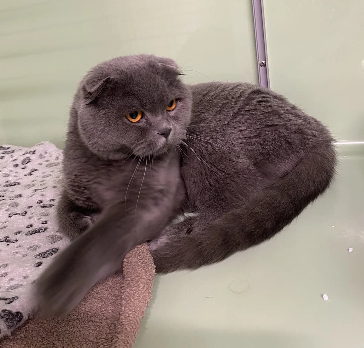 Leo, young Scottish Fold for adoption at SPAD Chats et Chiens Luxembourg, Dudelange