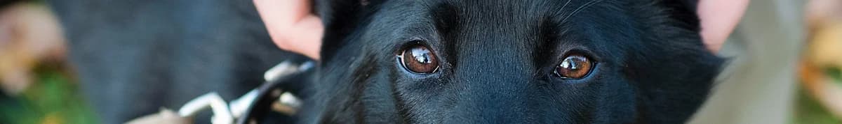 Jaunumi, Mixed Breed for adoption at Animal Friend Fund — DZD Riga, Dzd Riga