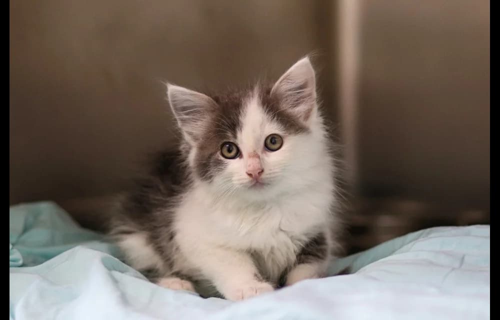 Antons, male Mixed Breed for adoption at Dzīvnieku Draugu Fonds