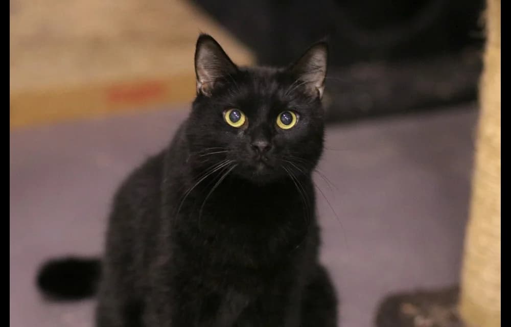 Melnis, male 5yo Mixed Breed for adoption at Dzīvnieku Draugu Fonds