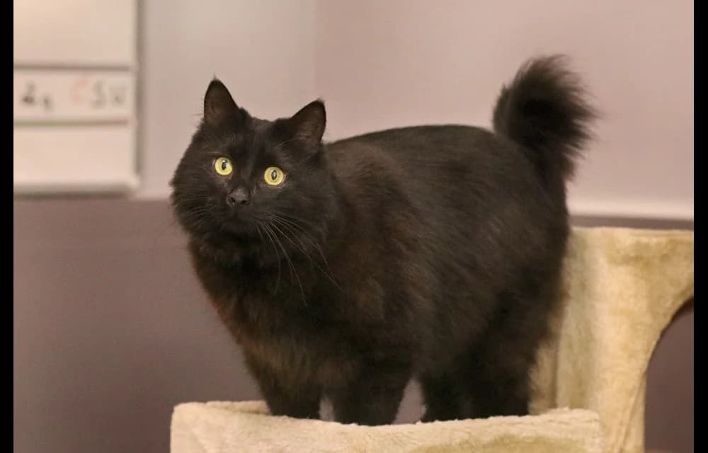 Bagira, female 5yo Mixed Breed for adoption at Dzīvnieku Draugu Fonds