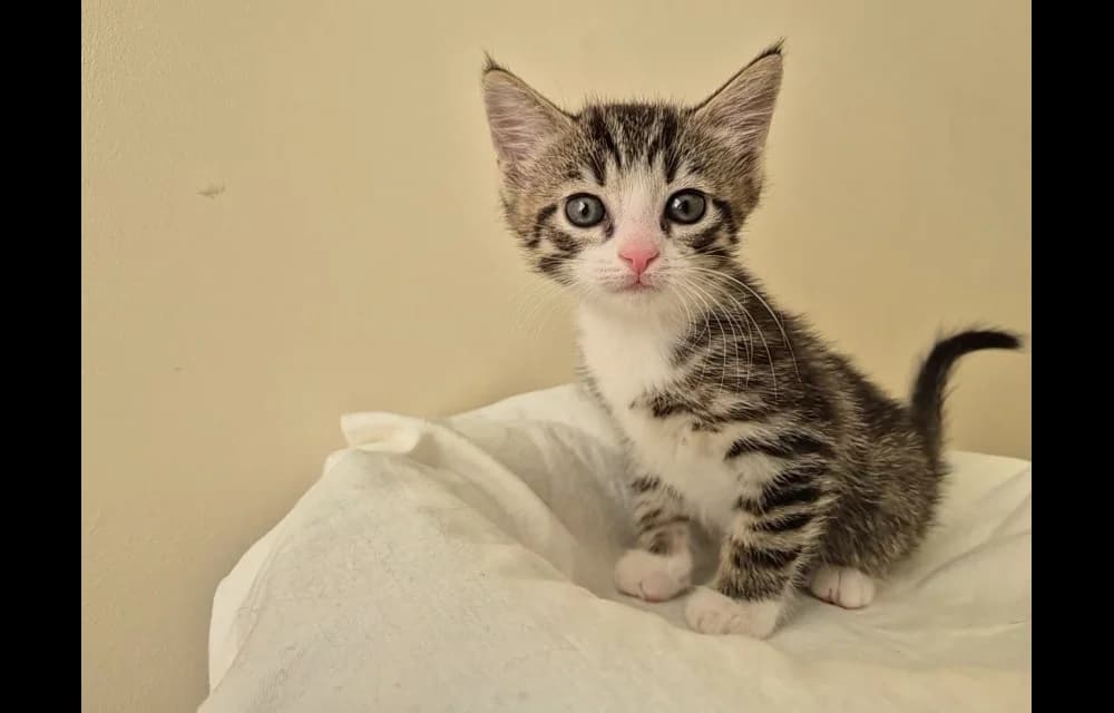 Bārnijs, male Mixed Breed for adoption at Dzīvnieku Draugu Fonds
