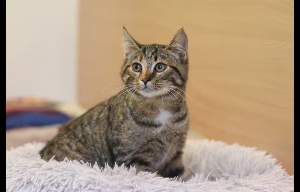 Binnija, female Mixed Breed for adoption at Dzīvnieku Draugu Fonds