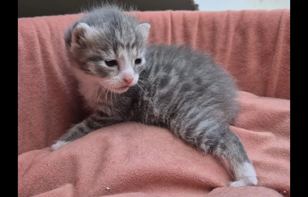 Čiekurs, male Mixed Breed for adoption at Dzīvnieku Draugu Fonds