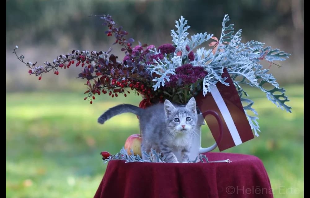 Čiekurīte, female Mixed Breed for adoption at Dzīvnieku Draugu Fonds