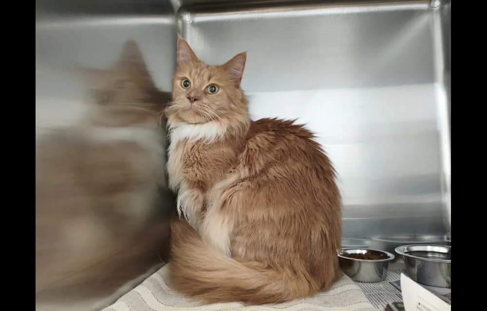Čivas, male 7yo Mixed Breed for adoption at Dzīvnieku Draugu Fonds