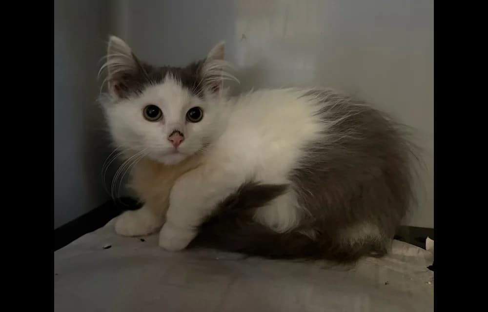 Gvido, male Mixed Breed for adoption at Dzīvnieku Draugu Fonds
