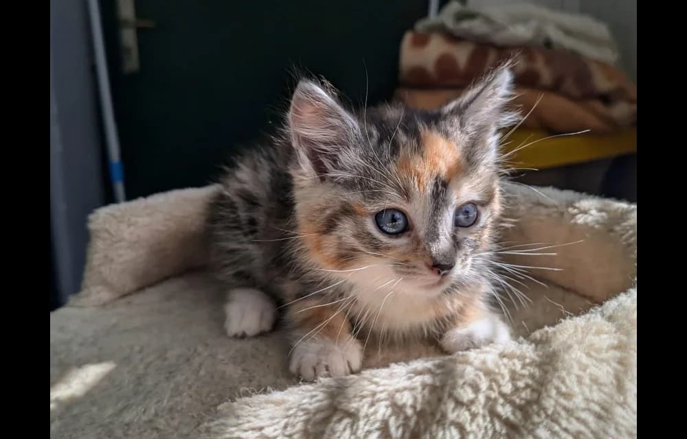 Jūrmalniece Patiņa, female Mixed Breed for adoption at Dzīvnieku Draugu Fonds