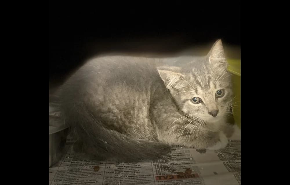 Jūrmalnieks Viesturs, male Mixed Breed for adoption at Dzīvnieku Draugu Fonds