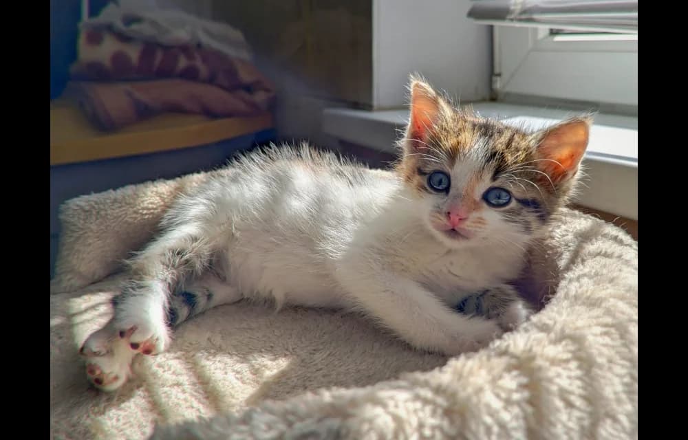 Jūrmlniece Katiņa, female Mixed Breed for adoption at Dzīvnieku Draugu Fonds