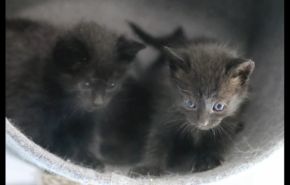 Kenijs, male Mixed Breed for adoption at Dzīvnieku Draugu Fonds