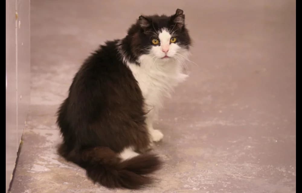 Kims, male senior Mixed Breed for adoption at Dzīvnieku Draugu Fonds