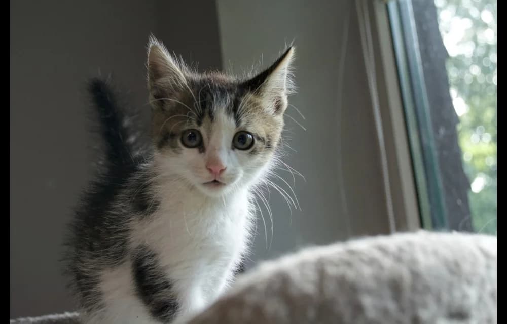 Miko, male Mixed Breed for adoption at Dzīvnieku Draugu Fonds