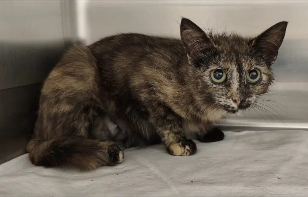 Marmelāde, female young Mixed Breed for adoption at Dzīvnieku Draugu Fonds