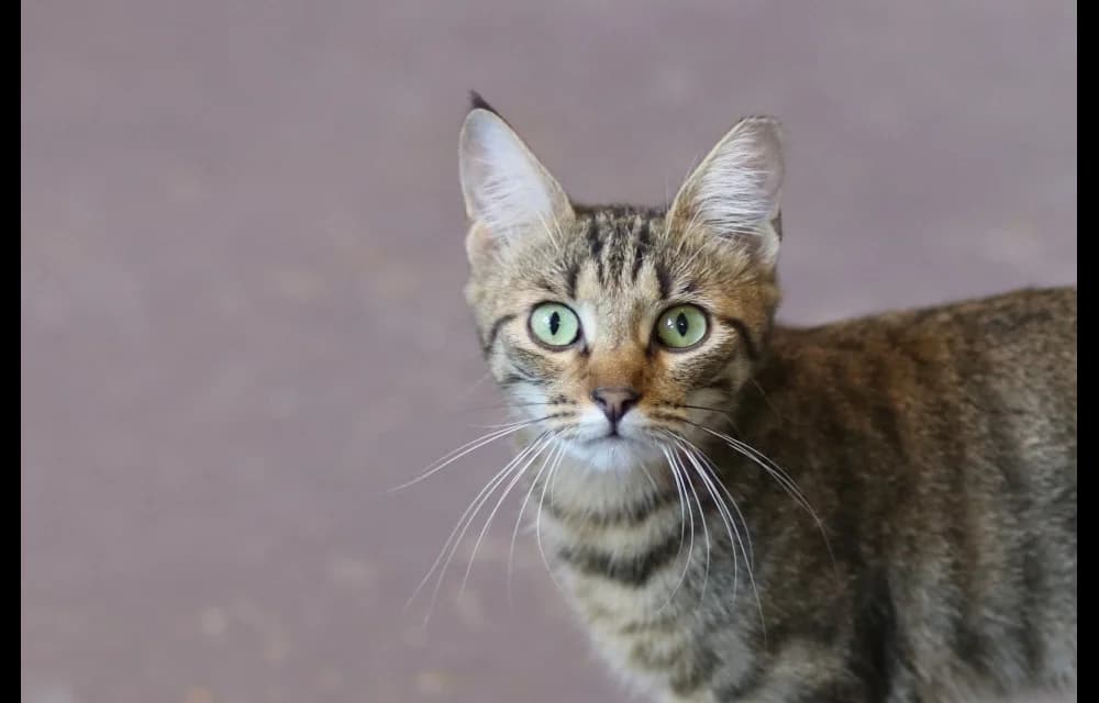 Emī, female young Mixed Breed for adoption at Dzīvnieku Draugu Fonds