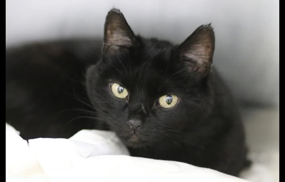 Mistija, female 3yo Mixed Breed for adoption at Dzīvnieku Draugu Fonds
