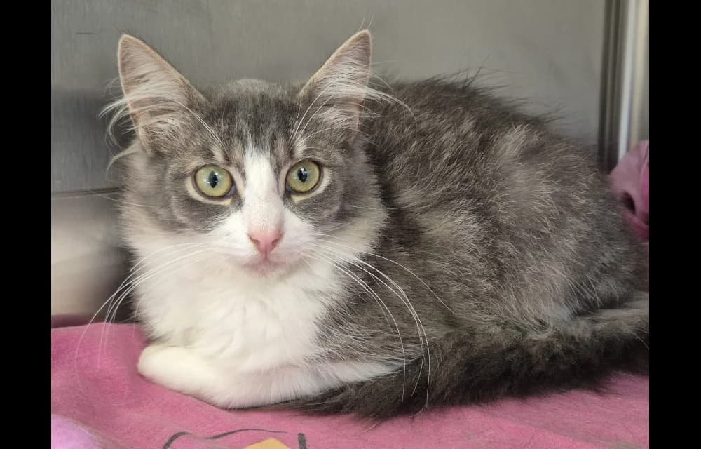 Nensija, female Mixed Breed for adoption at Dzīvnieku Draugu Fonds
