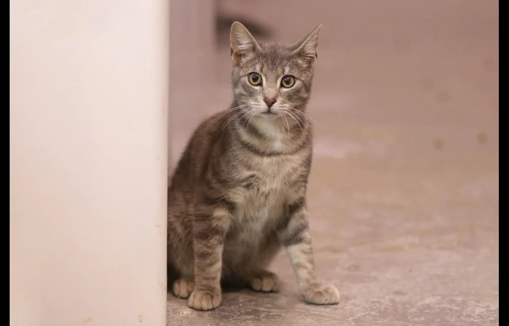 Nortons, male Mixed Breed for adoption at Dzīvnieku Draugu Fonds