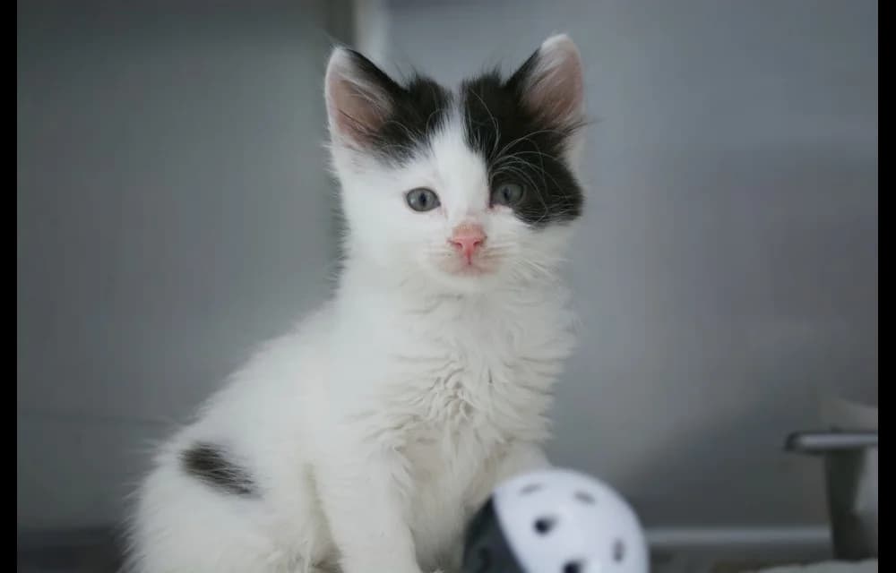 Oga, female Mixed Breed for adoption at Dzīvnieku Draugu Fonds