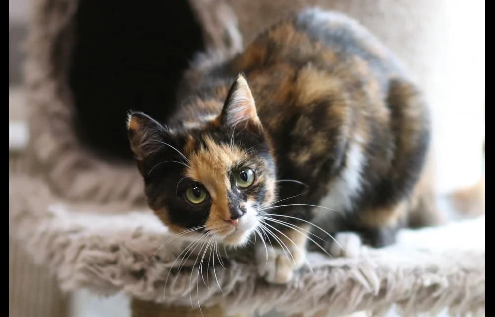 Rēzija, female Mixed Breed for adoption at Dzīvnieku Draugu Fonds